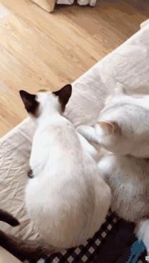 最全抖音上推荐干货整理,吐血推荐!