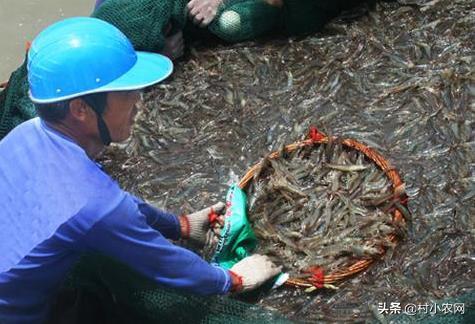 农村青年返乡创业,都适合养殖什么来赚钱?这8个项目"钱"景可观