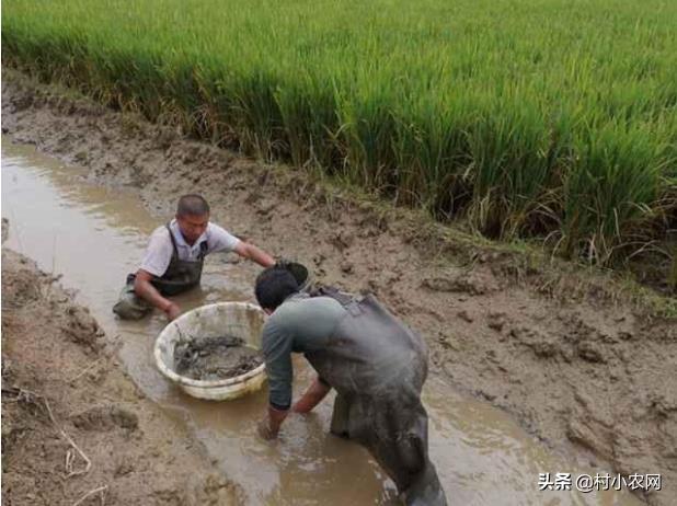 农村青年返乡创业,都适合养殖什么来赚钱?这8个项目"钱"景可观