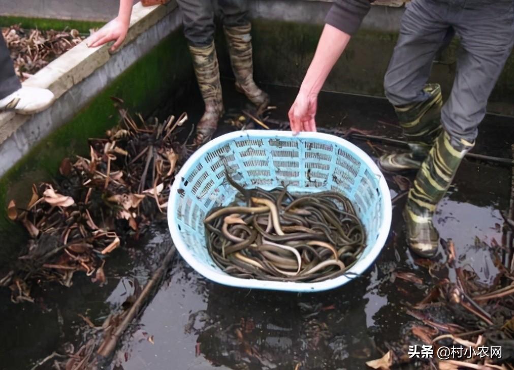 农村青年返乡创业,都适合养殖什么来赚钱?这8个项目"钱"景可观