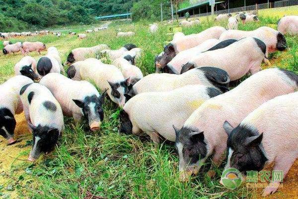 适合农村养殖项目有哪些（新手农村小成本养殖项目）