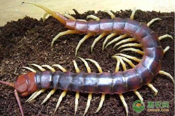 这几个农村特种养殖项目,强烈推荐给想要创业的农民!