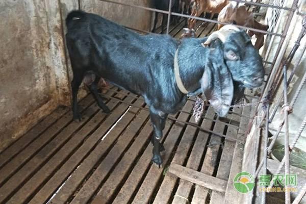 这几个农村特种养殖项目,强烈推荐给想要创业的农民!