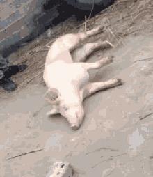 查看淘宝注册时间在哪（淘宝人生成就入口介绍）