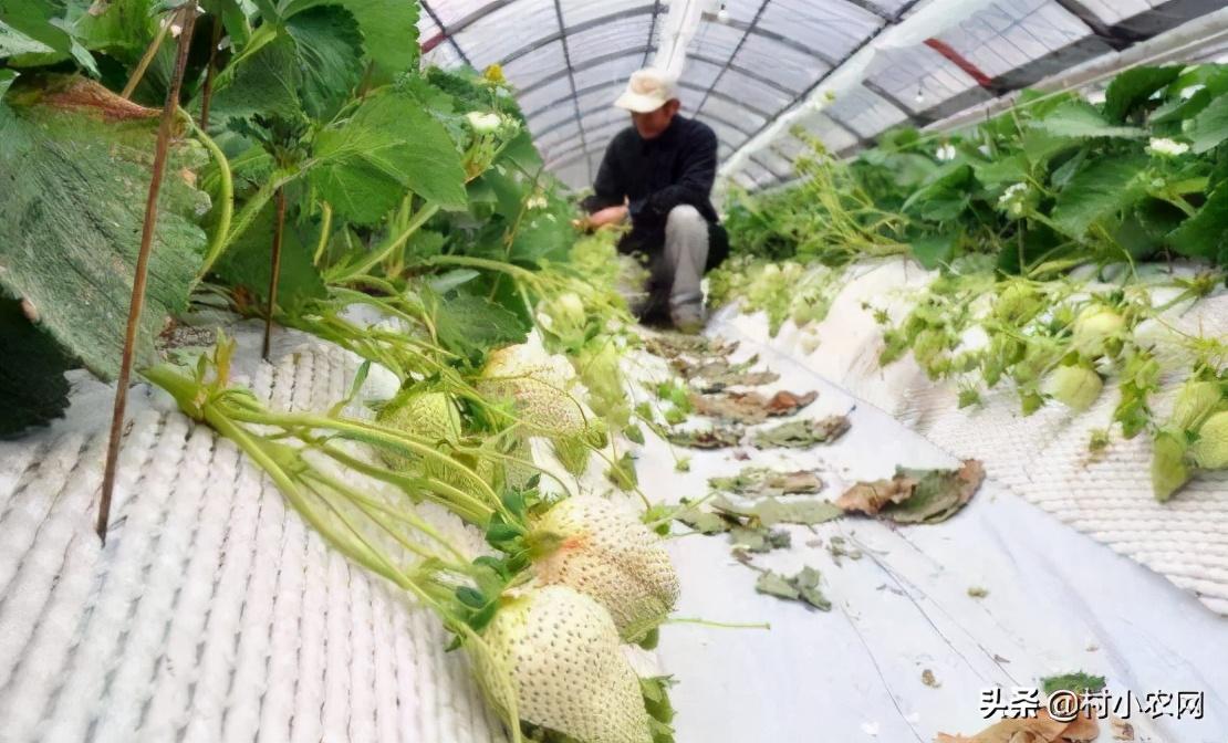 2021年农村创业,种什么最赚钱?推荐8个前景好的项目给你
