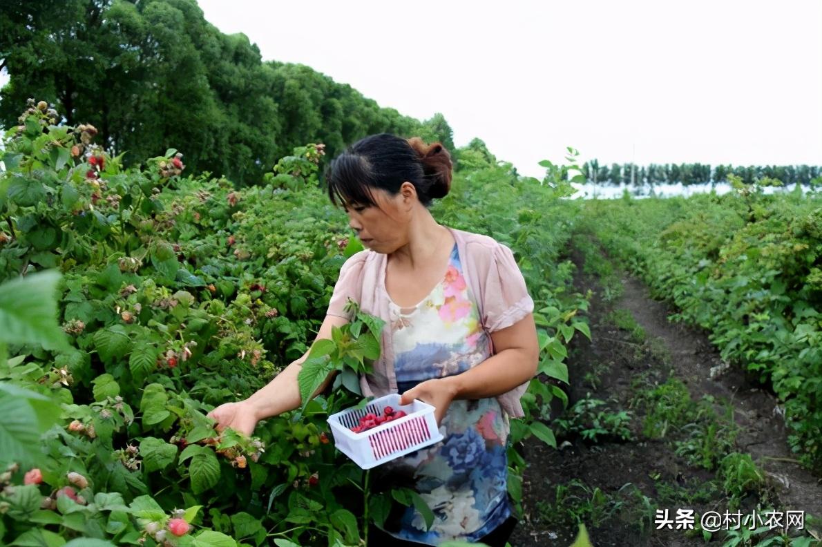 2021年农村创业,种什么最赚钱?推荐8个前景好的项目给你