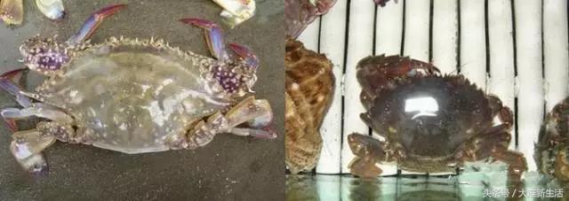 手把手教你认遍大连海鲜,看看你都吃遍了没有?(上)