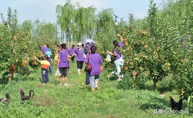 农村致富干啥好?这13个农村创业项目,光种红薯叶就能月入过万