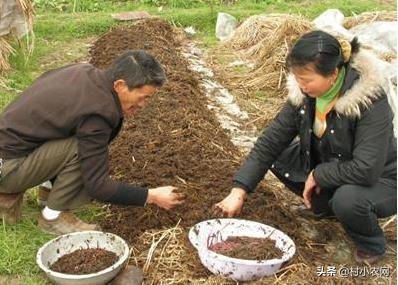 农村致富干啥好?这13个农村创业项目,光种红薯叶就能月入过万