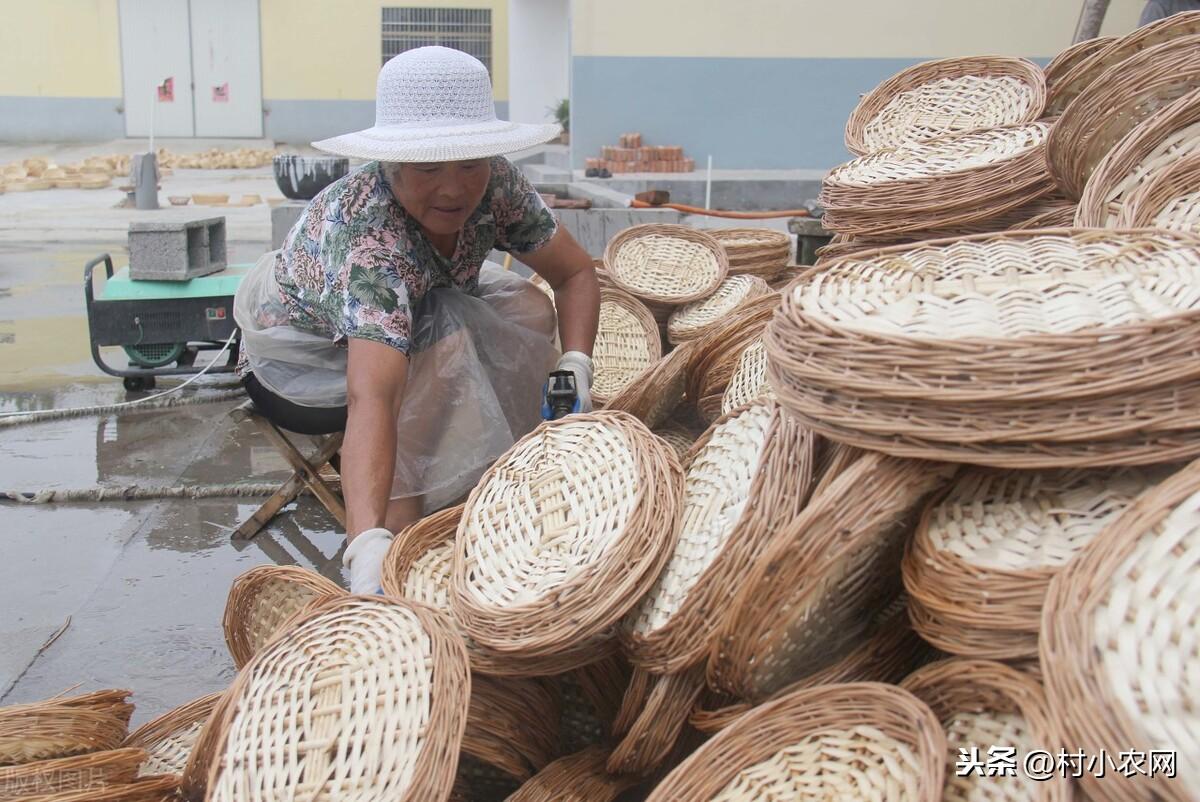 农村致富干啥好?这13个农村创业项目,光种红薯叶就能月入过万
