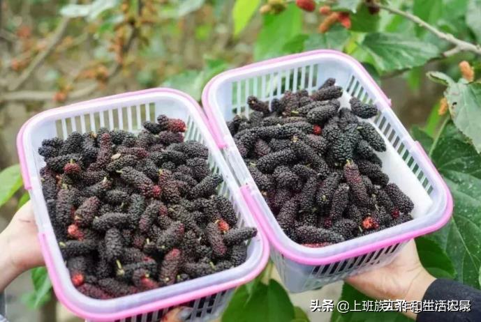 回乡创业的人越来越多,这10个致富项目,第1个很多人都能干