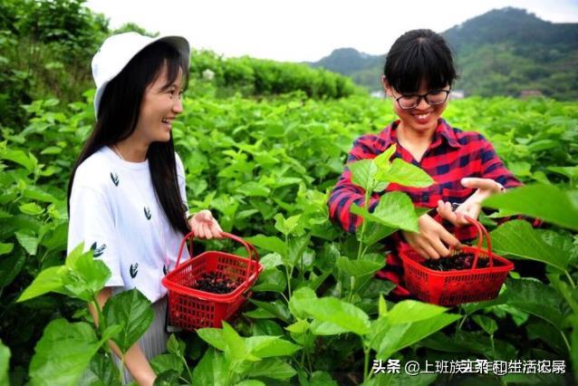 回乡创业的人越来越多,这10个致富项目,第1个很多人都能干