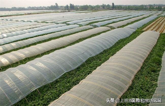 回乡创业的人越来越多,这10个致富项目,第1个很多人都能干