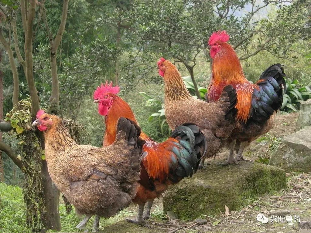 投资小见效快的6个致富小项目!