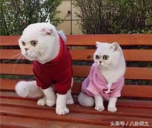 抖音上的八位网红,如果你能认的全,证明你已中了抖音的毒
