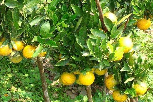 农村创业贷款怎么申请?申请贷款流程是怎样的?