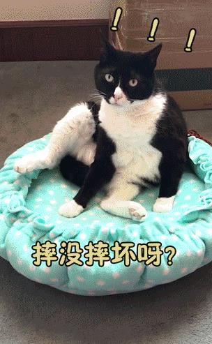 萌宠话题播放量破167亿,All in抖音成宠物食品营销大势