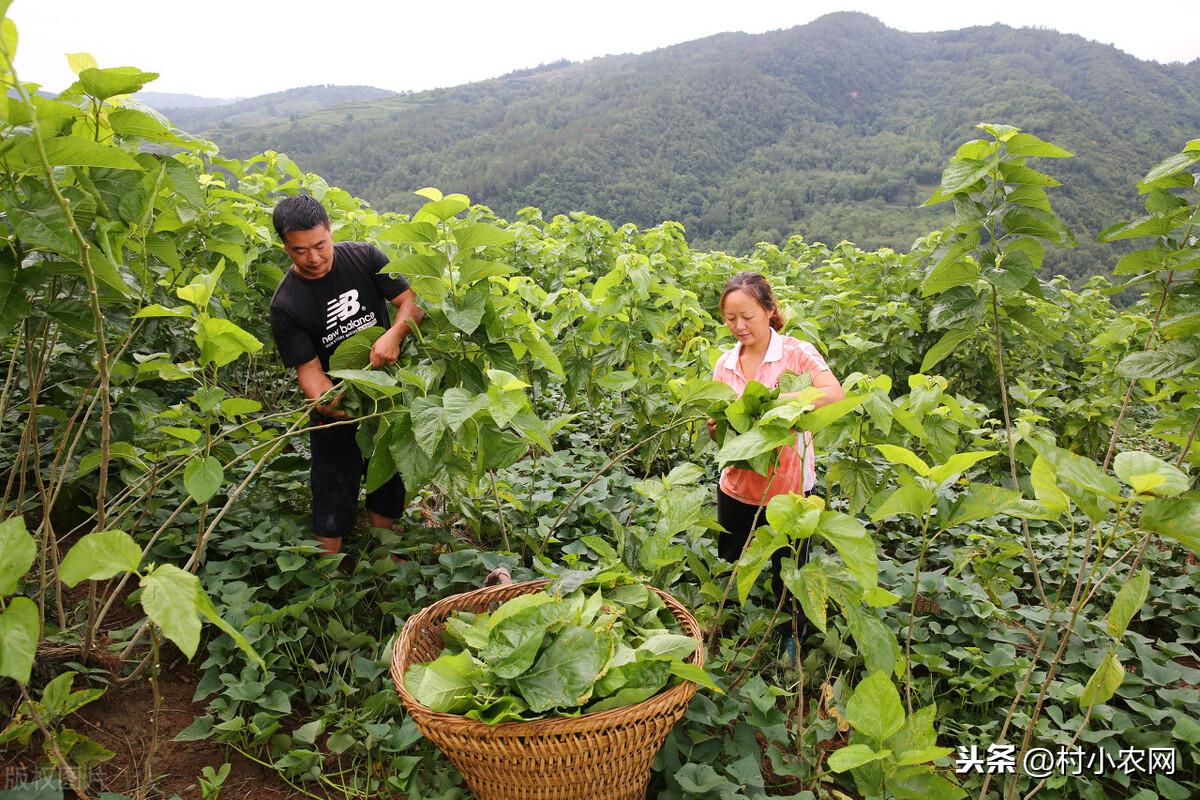 外出打工不挣钱,试试这8个农村创业项目,搞好了你就能娶媳妇了