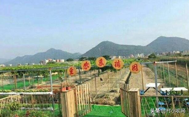 20年农村创业,这6个适合农村人致富项目,你觉得哪个最挣钱?