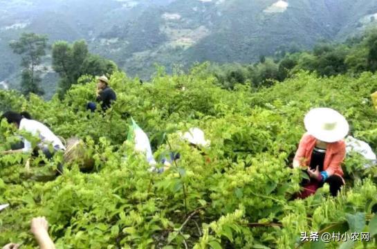 农村创业干啥好?这12个种植、养殖和加工项目,投资小挣钱快