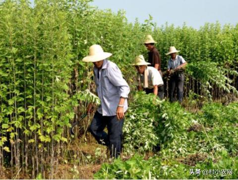 农村创业干啥好?这12个种植、养殖和加工项目,投资小挣钱快