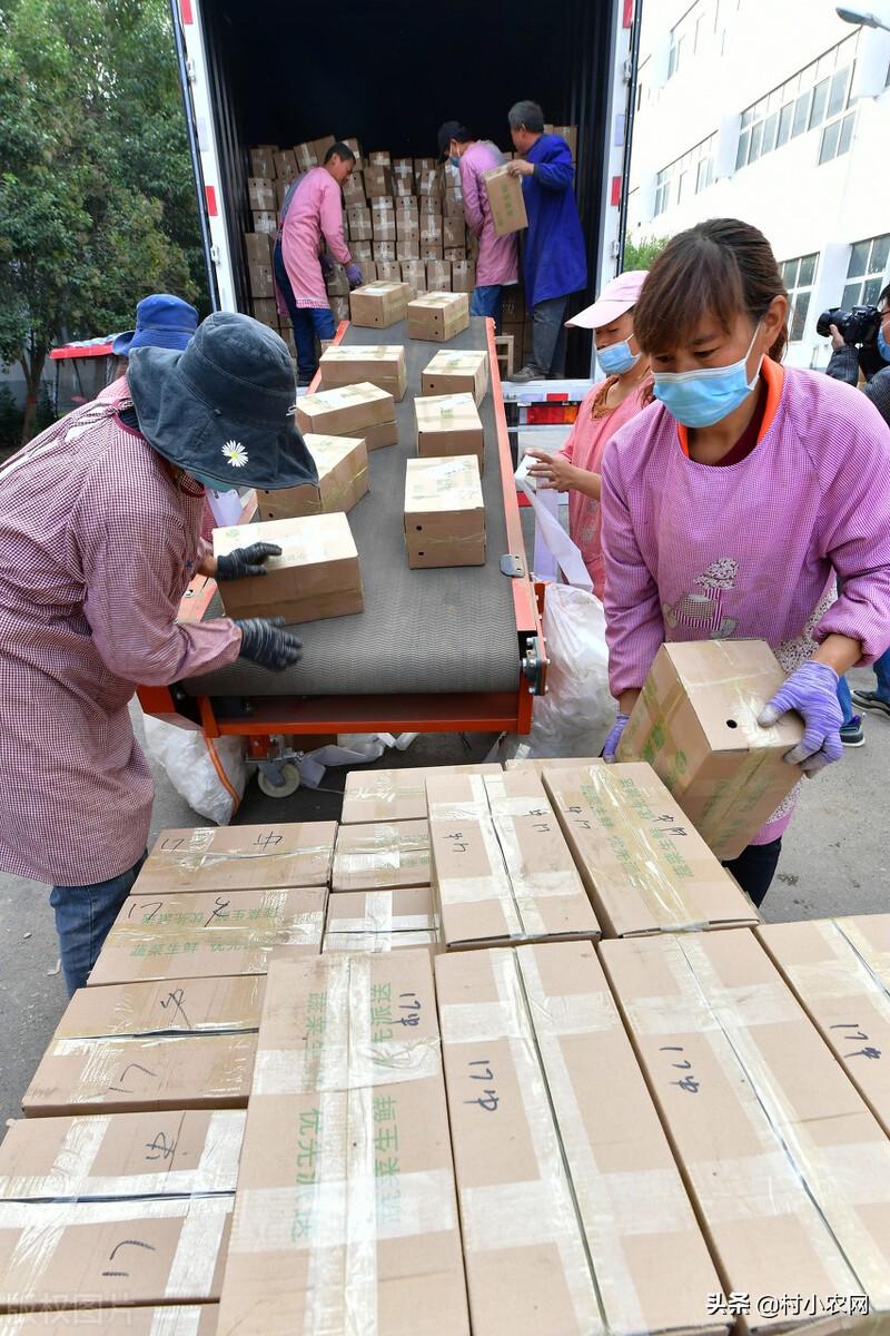 农村创业干啥好?这12个种植、养殖和加工项目,投资小挣钱快
