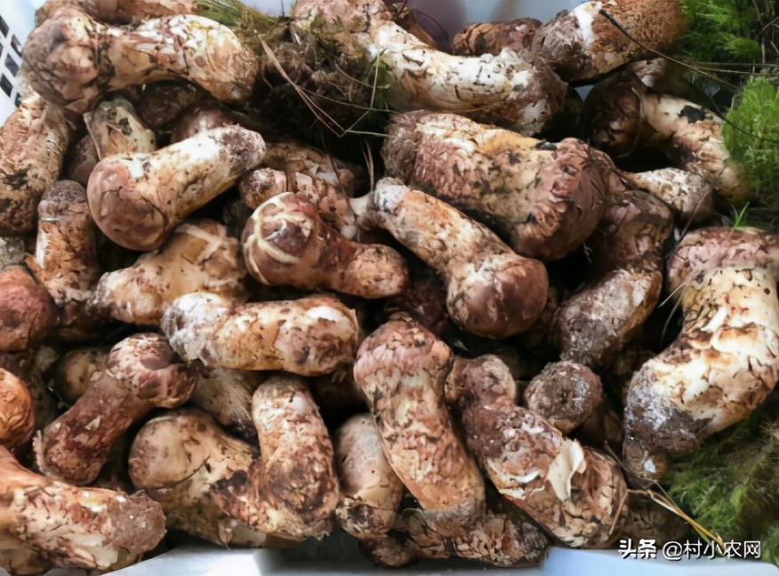 2021年农村创业,这5个种植养殖好项目,哪个最适合你?