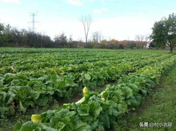 农村种植什么不愁销路利润高（这6种产量高效益好）