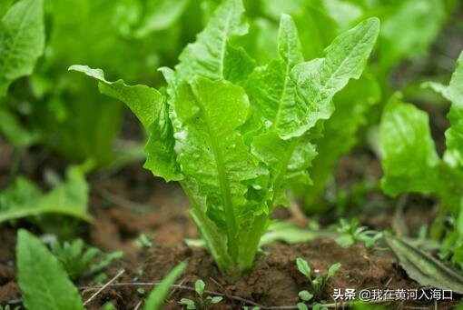 农村最挣钱没人干的行业有哪些?这些项目值得考虑一下!