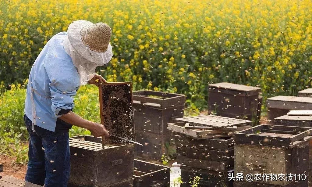 农村这9个创业项目,本钱少,有“钱途”,你钟意哪一个?