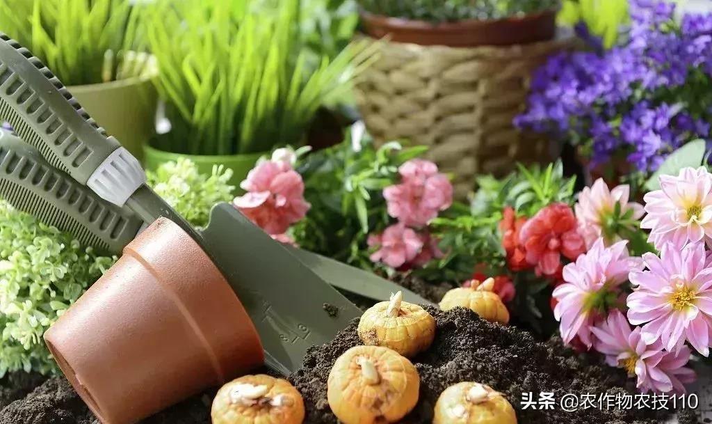 农村这9个创业项目,本钱少,有“钱途”,你钟意哪一个?