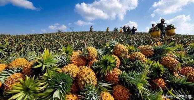 爱心助农微商平台利润大吗（爱心助农商家新欺诈手段曝光）