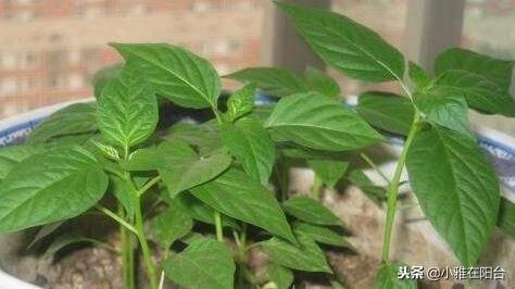 特别好种的5种菜,撒点种子就长,种一盆阳台上,一年四季有菜吃
