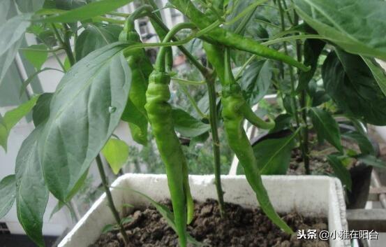 特别好种的5种菜,撒点种子就长,种一盆阳台上,一年四季有菜吃