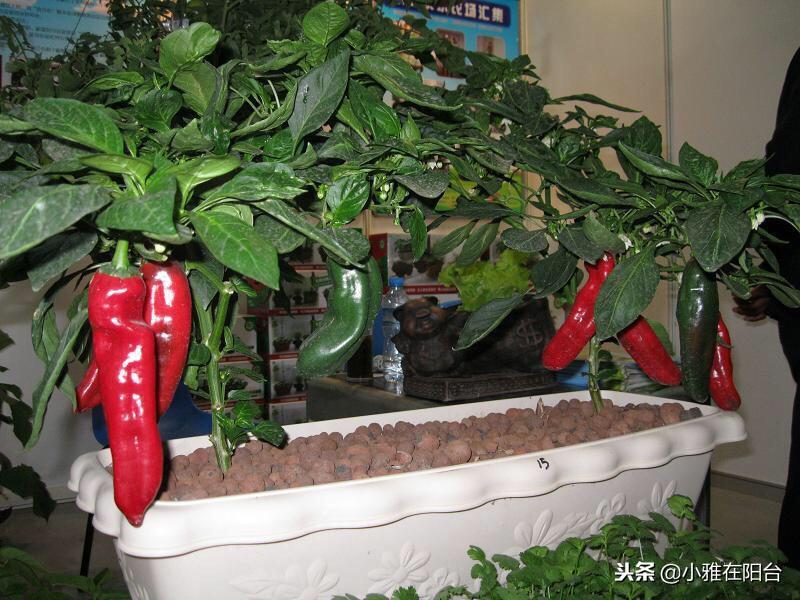 特别好种的5种菜,撒点种子就长,种一盆阳台上,一年四季有菜吃