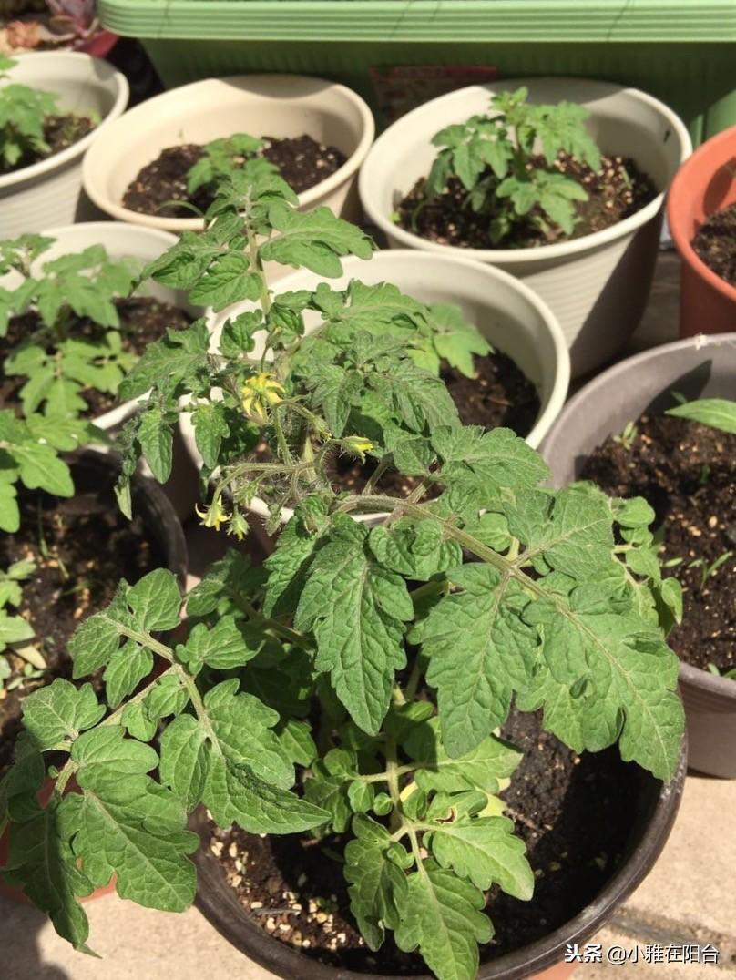 特别好种的5种菜,撒点种子就长,种一盆阳台上,一年四季有菜吃