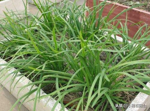 特别好种的5种菜,撒点种子就长,种一盆阳台上,一年四季有菜吃
