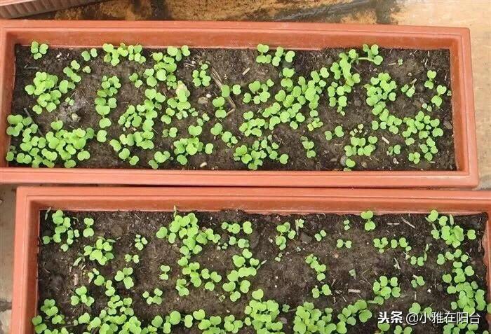 特别好种的5种菜,撒点种子就长,种一盆阳台上,一年四季有菜吃