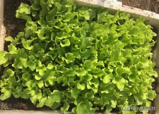 特别好种的5种菜,撒点种子就长,种一盆阳台上,一年四季有菜吃