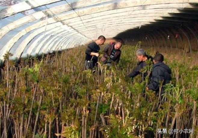 2021年农村创业,这8个致富好项目,你觉得哪个最赚钱?