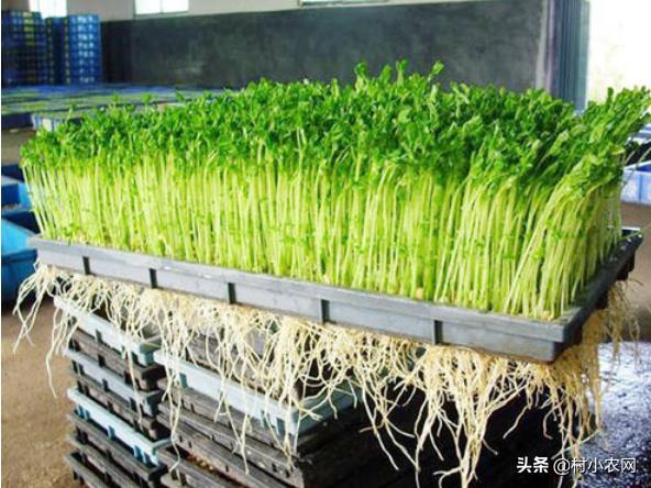 2021年农村创业,这8个致富好项目,你觉得哪个最赚钱?