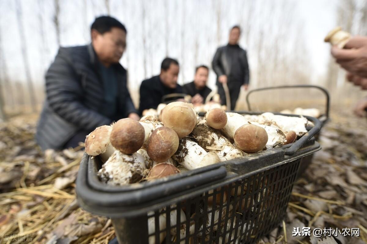 城市致富新项目（2021年9个农村致富生意）