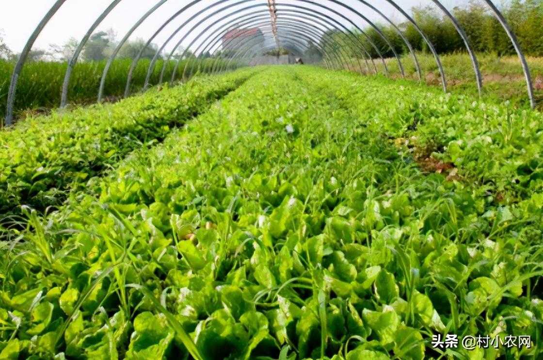 农村种植致富好项目大全（推荐6个销路好的种植项目）