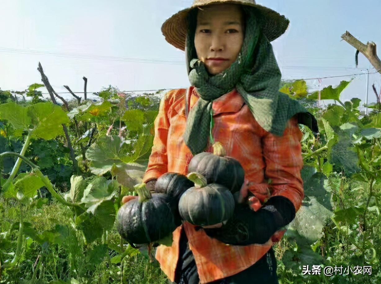 在农村创业,这6个销路好的种植项目,你觉得哪个最有前景?