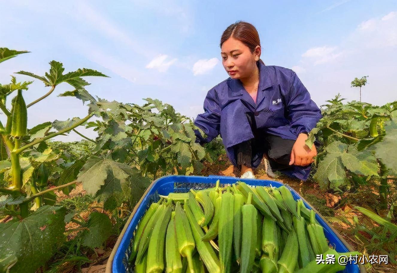 在农村创业,这6个销路好的种植项目,你觉得哪个最有前景?