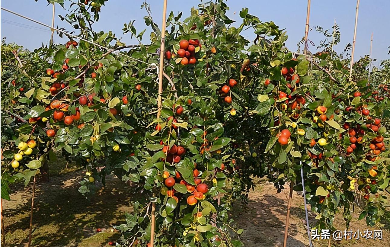 在农村创业,这6个销路好的种植项目,你觉得哪个最有前景?