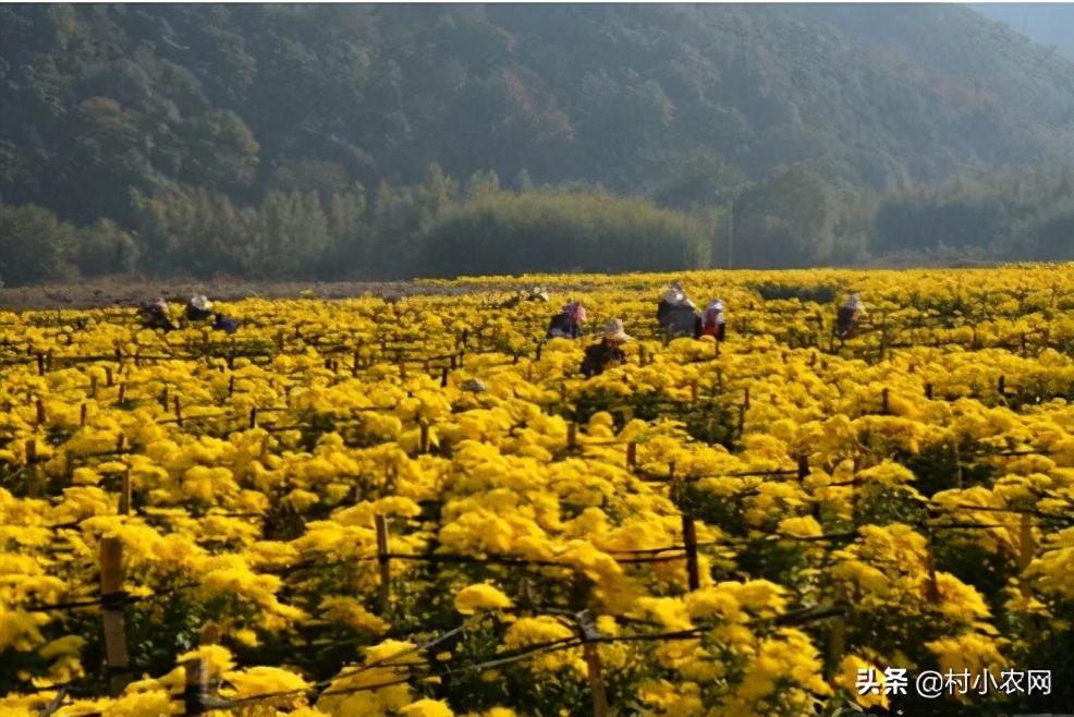 在农村创业,这6个销路好的种植项目,你觉得哪个最有前景?