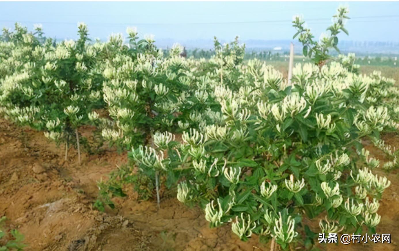 在农村创业,这6个销路好的种植项目,你觉得哪个最有前景?