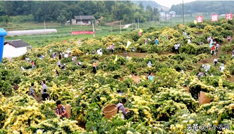 在农村创业,这6个销路好的种植项目,你觉得哪个最有前景?