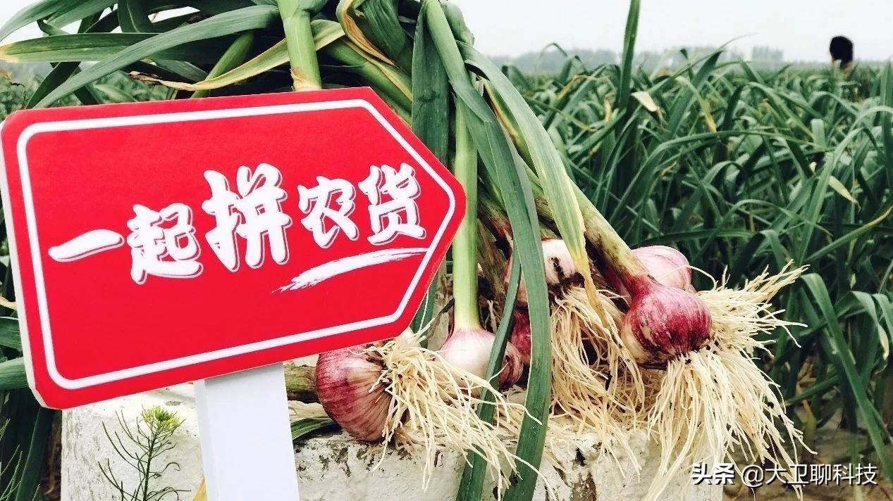 拼多多新人1元购,9块9全场包邮,这样的活动到底靠什么赚钱?